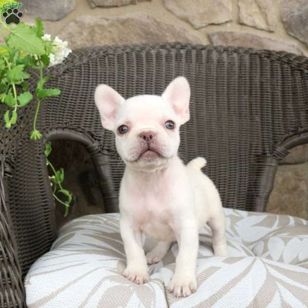 River, French Bulldog Puppy