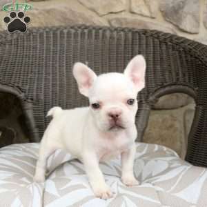 River, French Bulldog Puppy