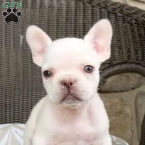 River, French Bulldog Puppy