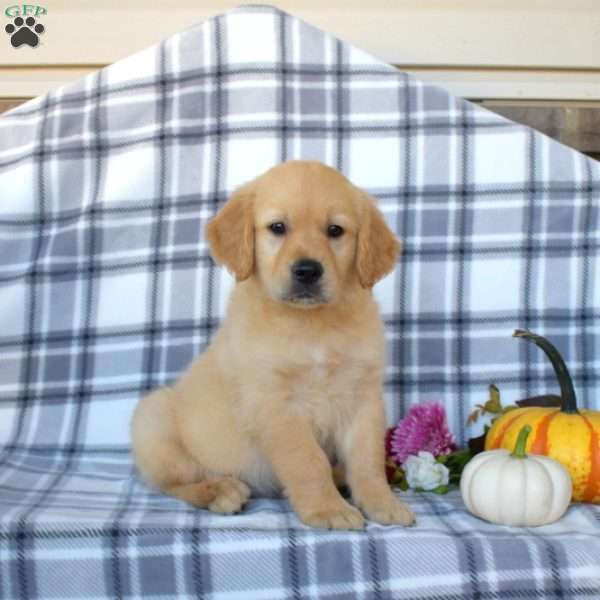 Robert, Golden Retriever Puppy