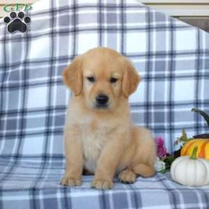 Robert, Golden Retriever Puppy