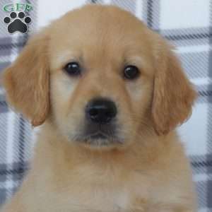 Robert, Golden Retriever Puppy