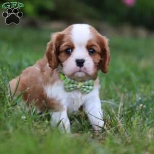 Rocky, Cavalier King Charles Spaniel Puppy