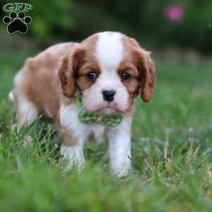 Rocky, Cavalier King Charles Spaniel Puppy