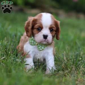 Rocky, Cavalier King Charles Spaniel Puppy