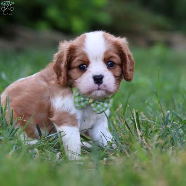 Rocky, Cavalier King Charles Spaniel Puppy