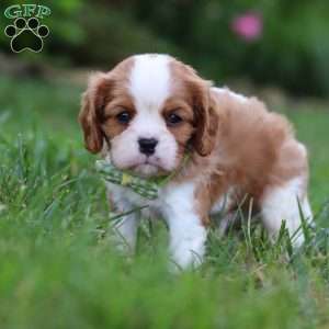 Rocky, Cavalier King Charles Spaniel Puppy