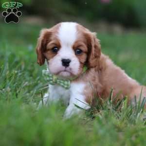 Rocky, Cavalier King Charles Spaniel Puppy