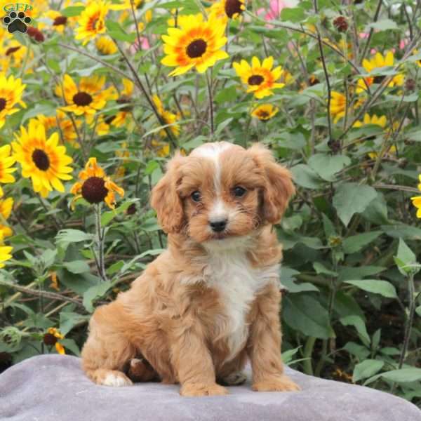 Rocky, Cavapoo Puppy