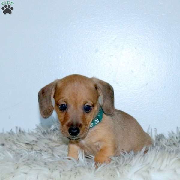 Rocky, Dachshund Mix Puppy