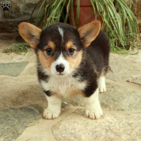 Rocky, Pembroke Welsh Corgi Puppy