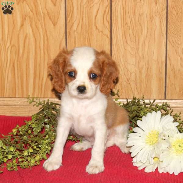 Rocky, Cavalier King Charles Spaniel Puppy