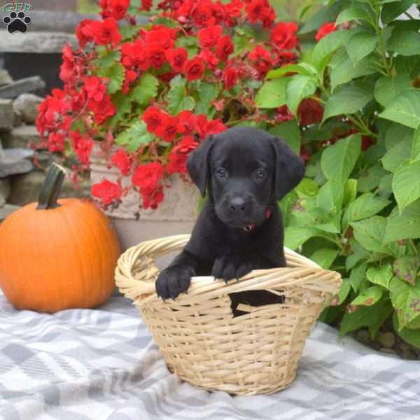 Rocky, Black Labrador Retriever Puppy