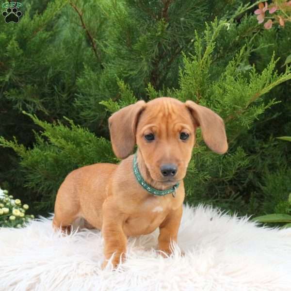 Rocky, Dachshund Mix Puppy