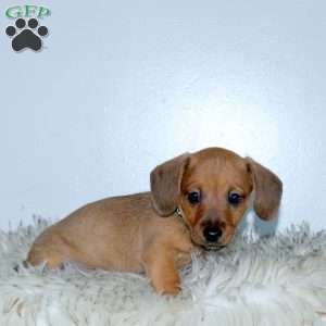 Rocky, Dachshund Mix Puppy