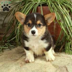 Rocky, Pembroke Welsh Corgi Puppy