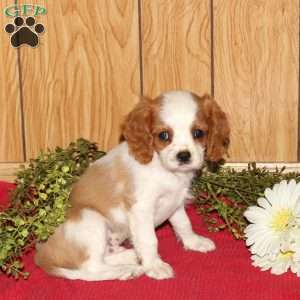Rocky, Cavalier King Charles Spaniel Puppy