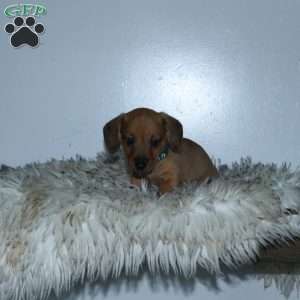 Rocky, Dachshund Mix Puppy