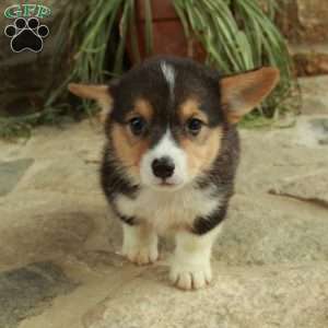 Rocky, Pembroke Welsh Corgi Puppy