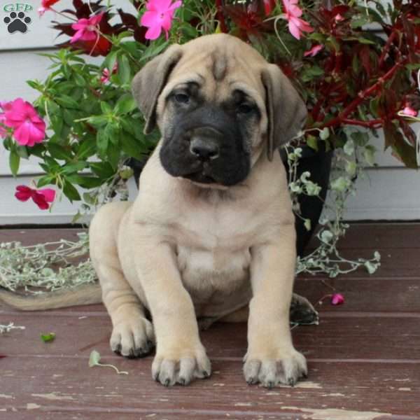 Rolo, English Mastiff Puppy