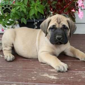 Rolo, English Mastiff Puppy