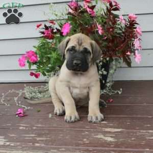 Rolo, English Mastiff Puppy