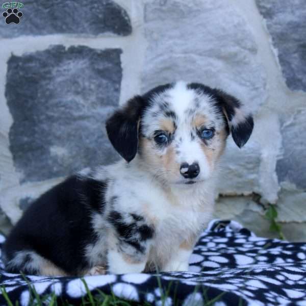 Roman, Pembroke Welsh Corgi Puppy