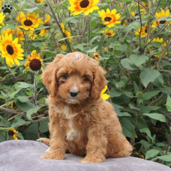 Romeo, Cavapoo Puppy