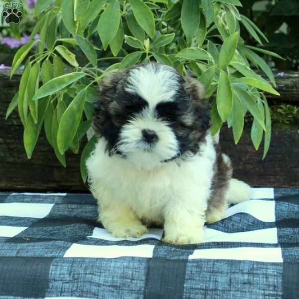 Rory, Shih Tzu Puppy