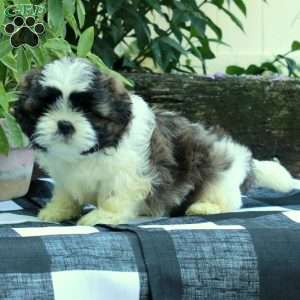 Rory, Shih Tzu Puppy