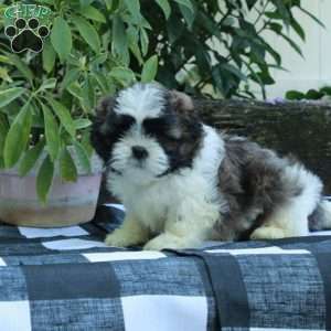 Rory, Shih Tzu Puppy
