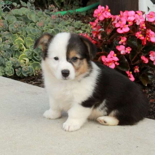 Rosa, Pembroke Welsh Corgi Puppy