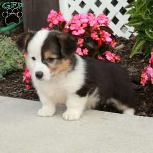 Rosa, Pembroke Welsh Corgi Puppy