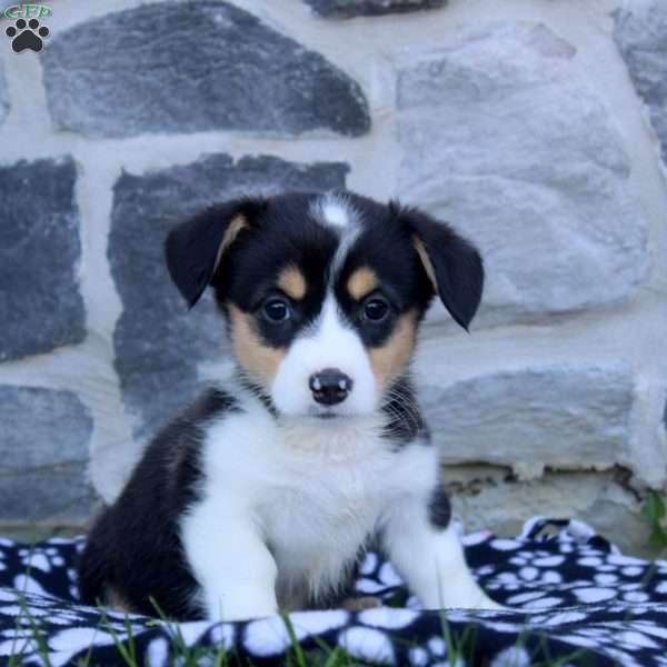 Rose, Pembroke Welsh Corgi Puppy
