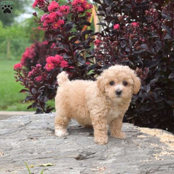 Rose, Bich-Poo Puppy