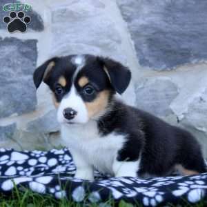 Rose, Pembroke Welsh Corgi Puppy