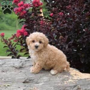 Rose, Bich-Poo Puppy