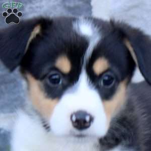 Rose, Pembroke Welsh Corgi Puppy
