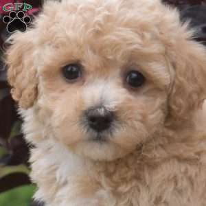 Rose, Bich-Poo Puppy