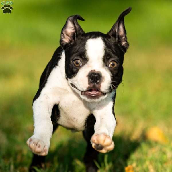 Rose, Boston Terrier Puppy