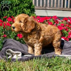 Rose, Mini Goldendoodle Puppy