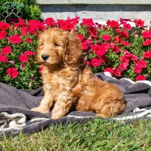Rose, Mini Goldendoodle Puppy