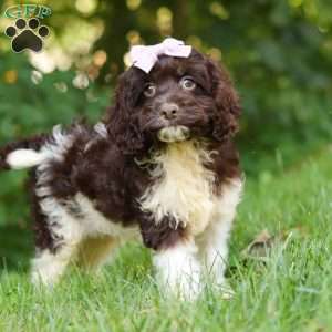 Rosie, Cockapoo Puppy