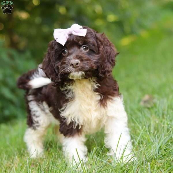Rosie, Cockapoo Puppy