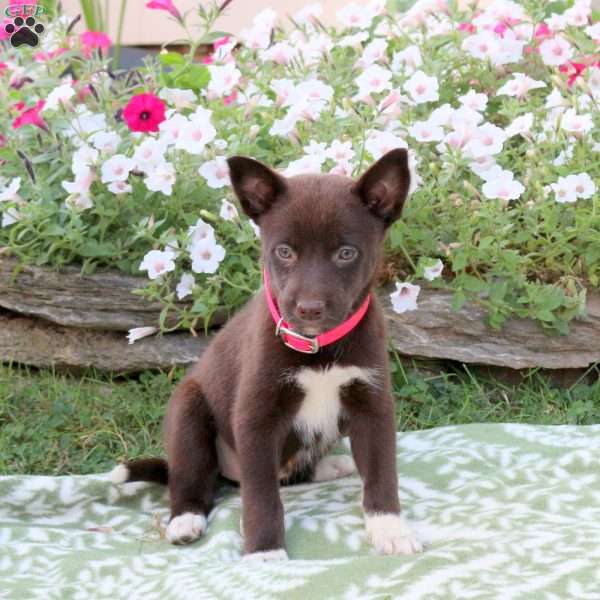 Rosie, Labrador Mix Puppy