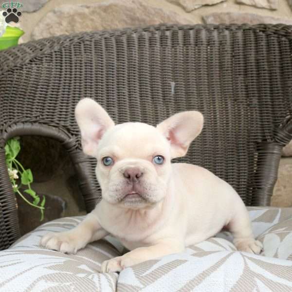 Rosie, French Bulldog Puppy