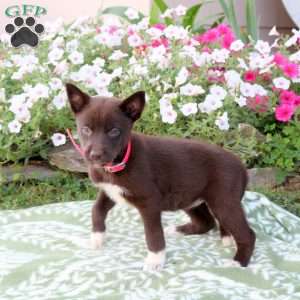 Rosie, Labrador Mix Puppy