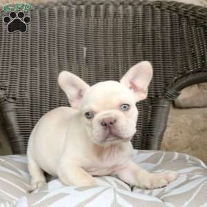 Rosie, French Bulldog Puppy