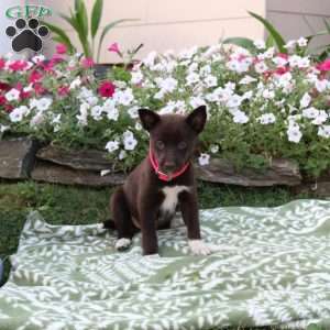 Rosie, Labrador Mix Puppy