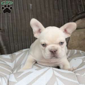 Rosie, French Bulldog Puppy